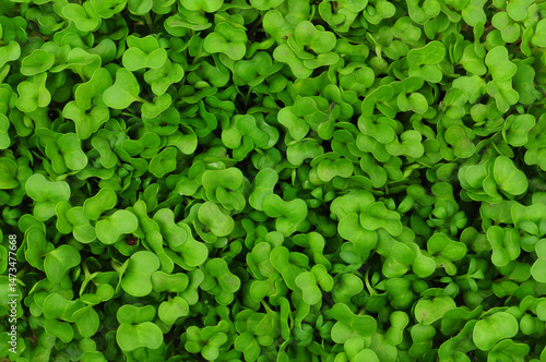 Fresh garden cress herb green leaf plant detail background
