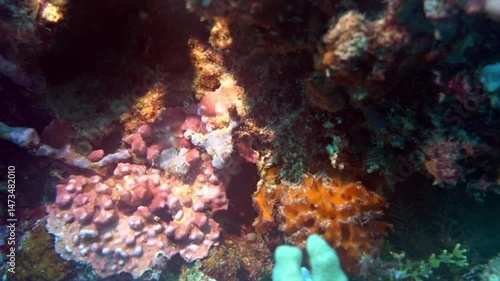 Wallpaper Mural Encrusting sponges and Halimeda seaweed on a coral reef. Torontodigital.ca