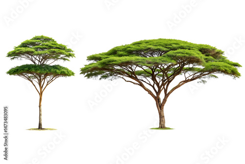 A tropical acacia tree with umbrella-shaped canopy, Isolated on a Transparent Background