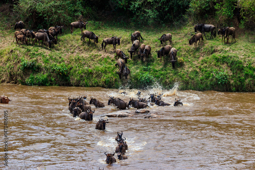 Wildebeest crossing the Mara river in Serengeti national park, Tanzania. Great migration
