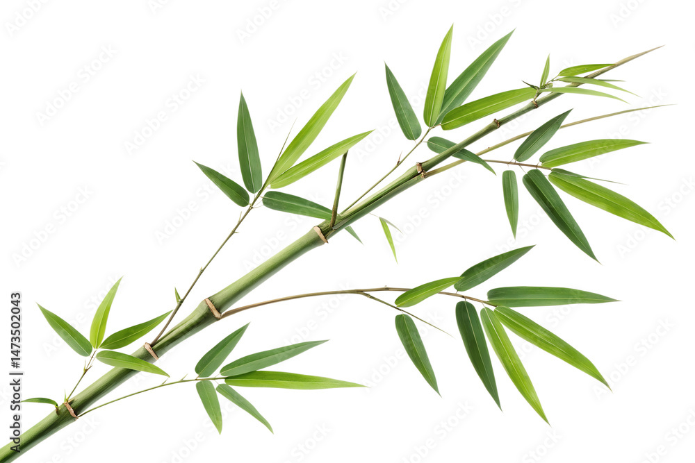 Fototapeta premium Bamboo isolated on a white background