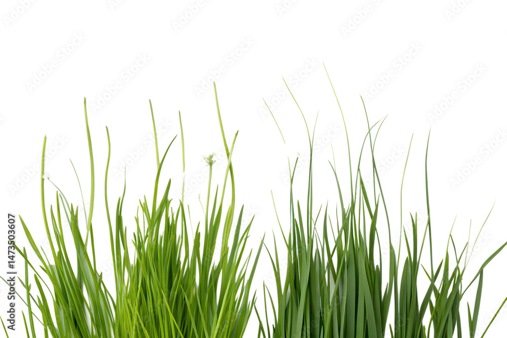 Fototapeta premium green grass isolated on white background