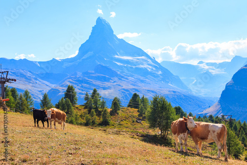 Swiss cows grazing on a meadow against the background of the Matterhorn, Switzerland