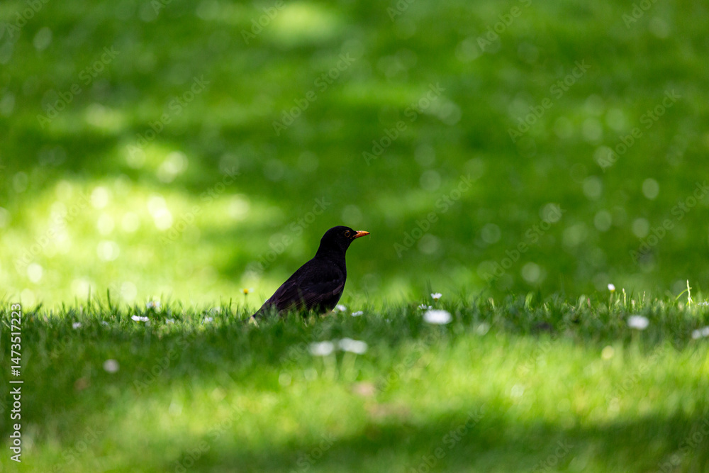 Blackbird on grass field in park