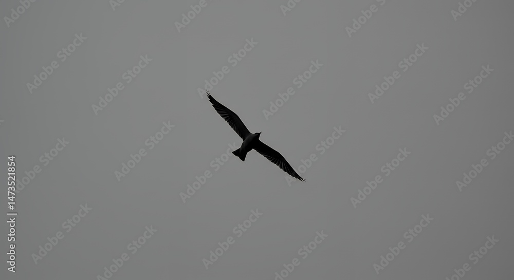 Bird Flying in the Sky Bird Flying in the Sky