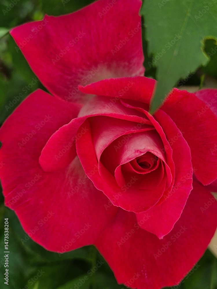 red rose in garden red rose in garden