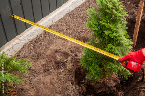 A person measures the space between a fence and a tree to plant a row of arborvitae.