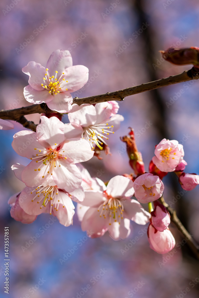 Obraz premium A detailed closeup shot of beautiful pink flowers on a tree branch