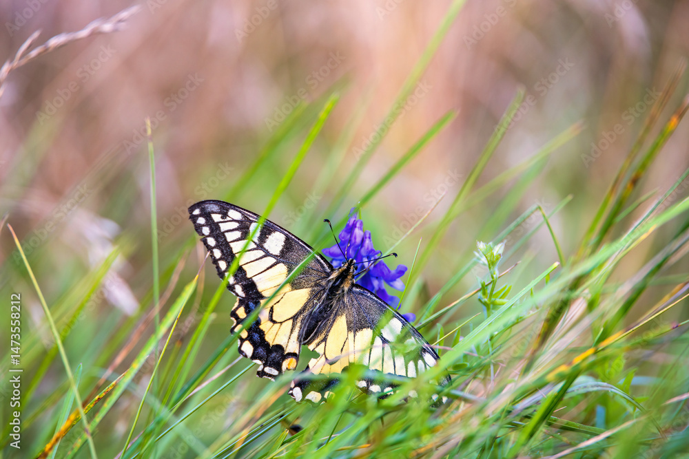Naklejka premium Swallowtail butterfly sitting on a Tufted vetch flower on a meadow