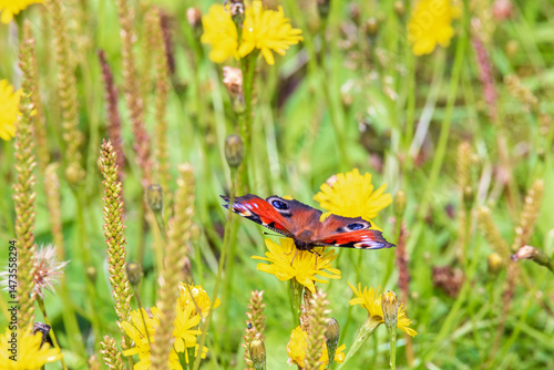 фотографія Flower meadow with a colorful Peacock butterfly foraging