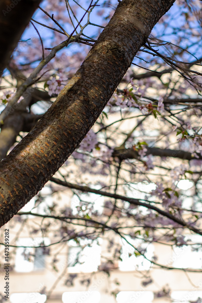Fototapeta premium A beautiful tree with vibrant flowers stands in front of a building