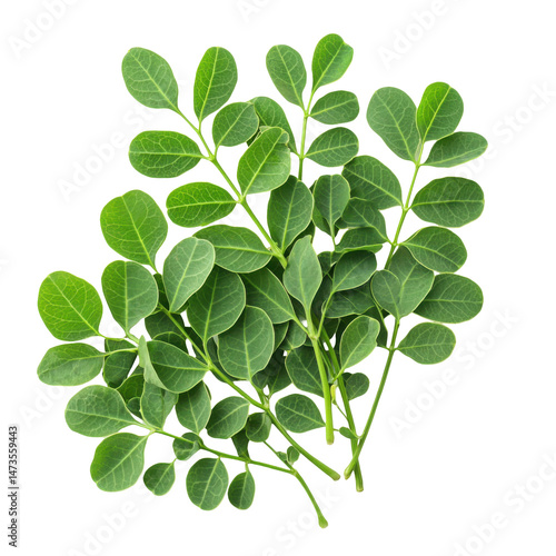 Moringa leaves photography isolated nature close-up natural health