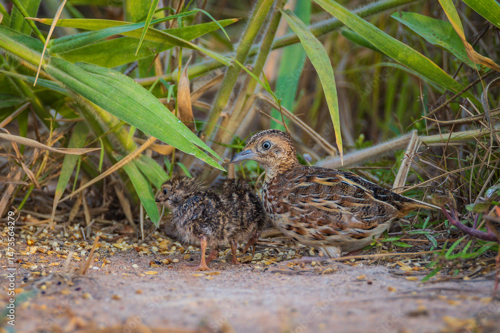 Barred Buttonguail and their young are eating food on the ground. Barred Buttonguail and their young are eating food on the ground.
