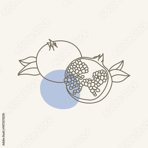 Outline Pomegranate Pomegranate vector. Hand drawn Grapefruit with leaves.