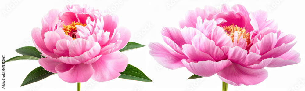 Obraz premium A pair of vibrant pink peonies, their petals unfurl with a gentle grace, showcasing the delicate beauty of nature's artistry.