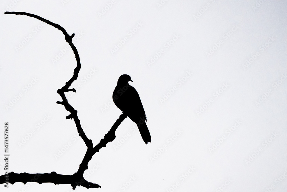 Fototapeta premium Bird perched on a dry branch on a white background.