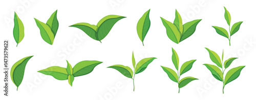 Set green tea leaves in cartoon style. Vector illustration of beautiful fresh tea leaves, twigs of different sizes isolated on white background. Plants for making tea drinks. Useful aromatic herbs.