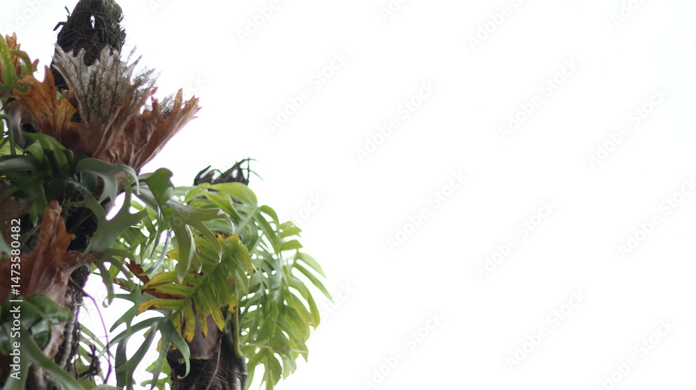 Fototapeta premium A fresh, green tropical plant leaf with some yellow is isolated on a clean white background, showcasing its natural foliage
