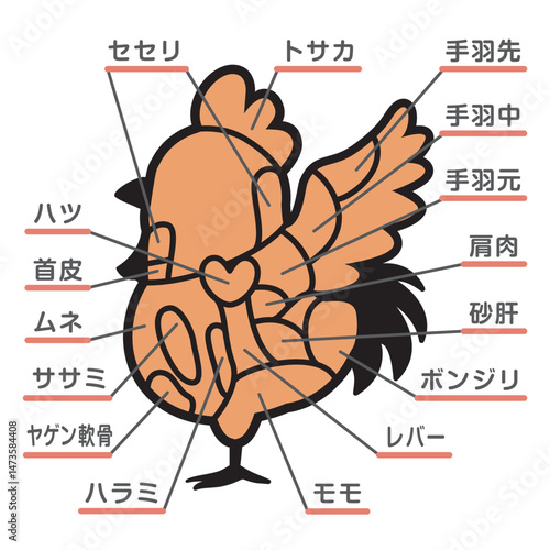 鶏肉の部位のイラスト　文字あり