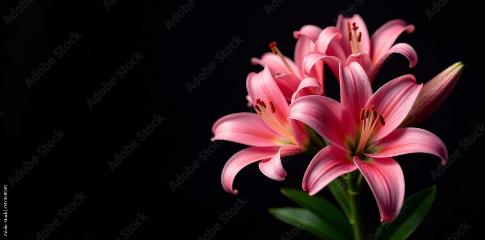 Fototapeta premium Beautiful bouquet of pink lilies contrasted against black, beautiful, black