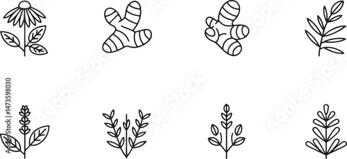 Vector Icons Representing Medicinal Herbs Including Rosemary Calendula and Lemon Balm in Flat Design