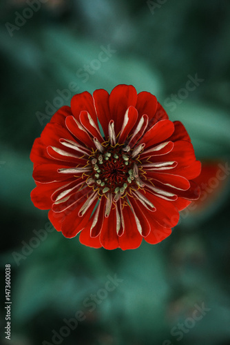 Flower, nature background, close up view, colorful vivid tones, plants	