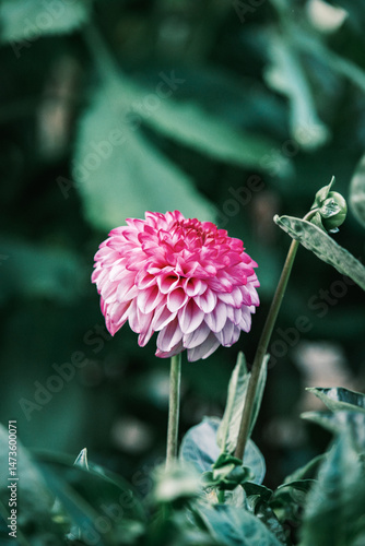 Flower, nature background, close up view, colorful vivid tones, plants	