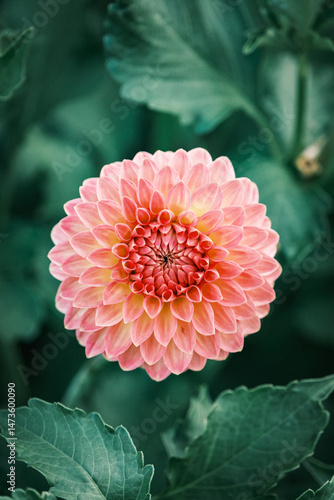 Flower, nature background, close up view, colorful vivid tones, plants	