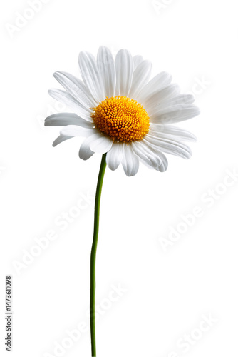 Wallpaper Mural Single White Daisy on Transparent Background, PNG Torontodigital.ca