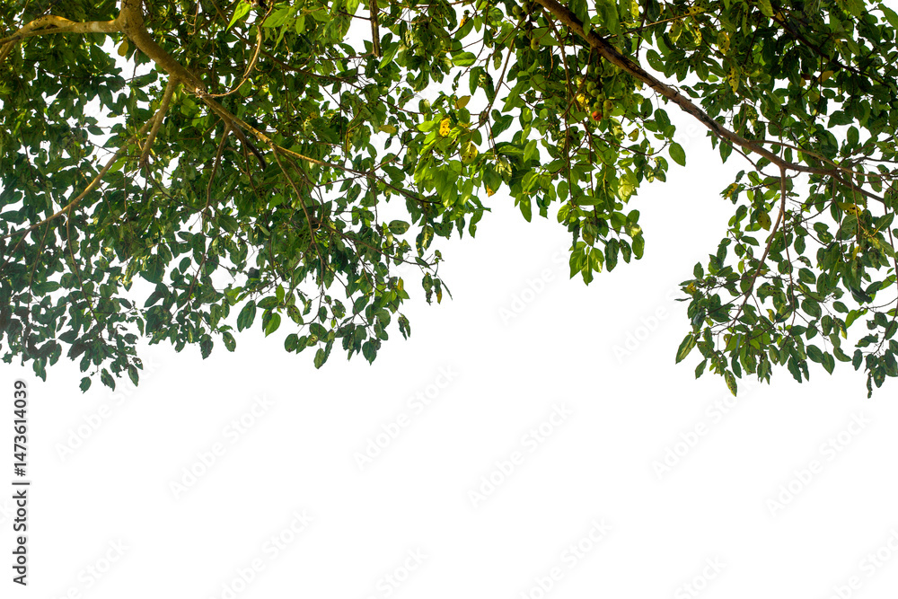 Fototapeta premium green leaves isolated on white