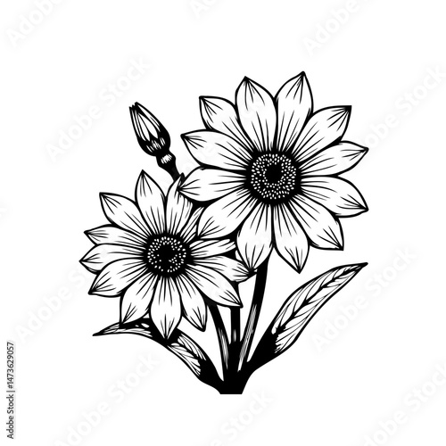 Elegant sunflower botanical illustration in grayscale, detailed petals design