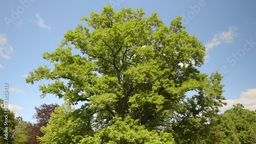 Wallpaper Mural A panoramic scene showing a vibrant green oak tree in full foliage, set against a bright blue sky with scattered clouds. Captured in a park during springtime. Torontodigital.ca