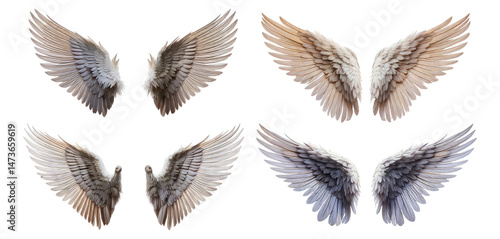 Stunning Array of Angelic Wings in Various Positions and Colors, Isolated on Transparent, white background