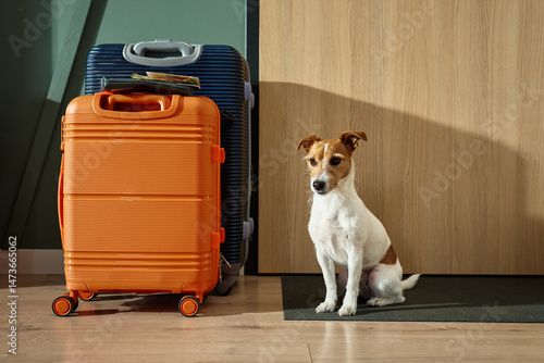 Wallpaper Mural Small dog waiting for home leaving with packed suitcases. Jack Russell Terrier dog sits on the floor near luggage at door. Concept of traveling with pets Torontodigital.ca