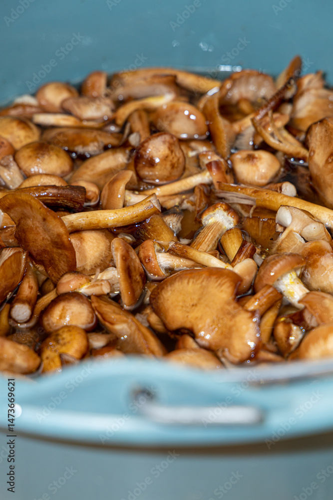 Delicious honey mushrooms in a ceramic plate . Honey fungus (Armillaria mellea) mushrooms in the bowl. Selective focus. Shallow depth of field.Mushrooms in a saucepan. Delicious honey mushrooms in a ceramic plate . Honey fungus (Armillaria mellea) mushrooms in the bowl. Selective focus. Shallow depth of field.Mushrooms in a saucepan.