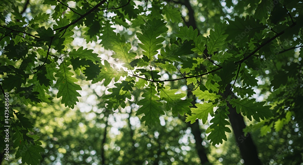 Fototapeta premium Low Angle View of Oak Leaves with Dappled Sunlight Filtering Through Canopy Creating Bokeh Effect in High Key Lighting of Green Foliage