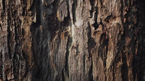 Bark tree trunk texture. Nature surface pattern.
