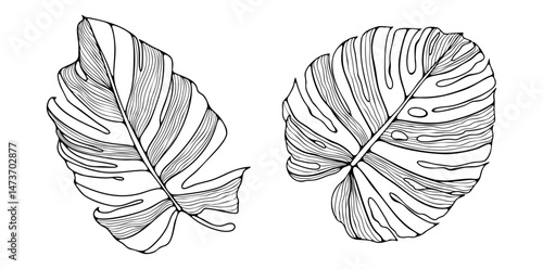 Outline of monstera leaves of different species isolated on white background. tropical leaves for publications in books or coloring books