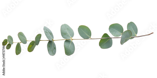 eucalyptus branch isolated on white background