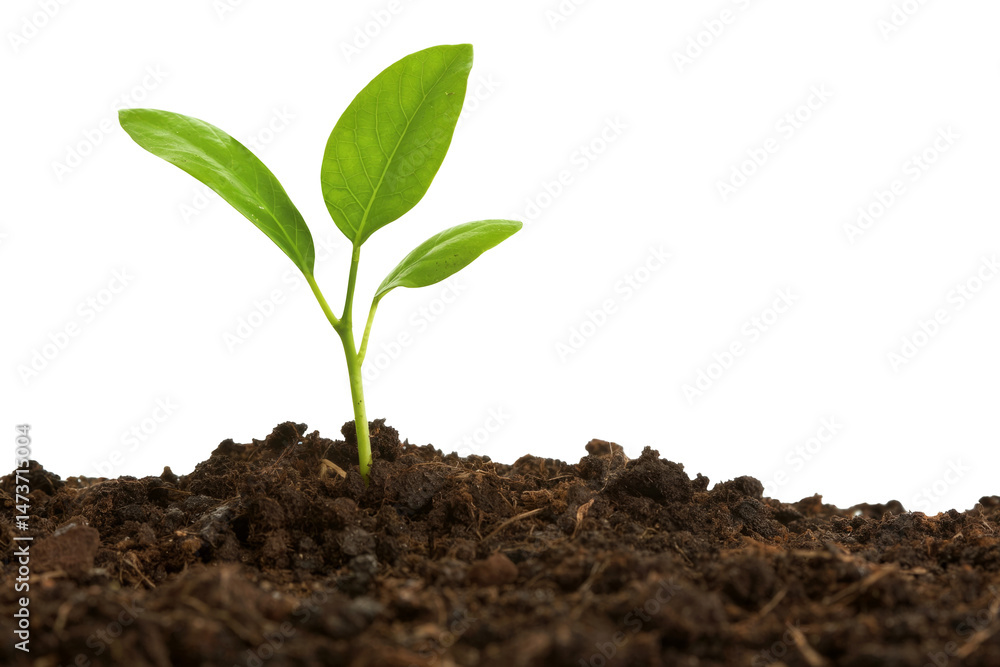 small green sprout on white background small green sprout on white background