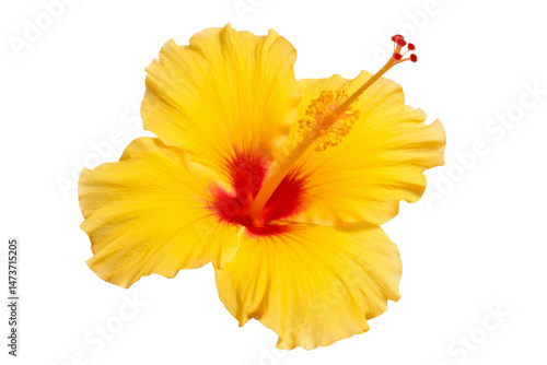 yellow hibiscus flower isolated on white background
