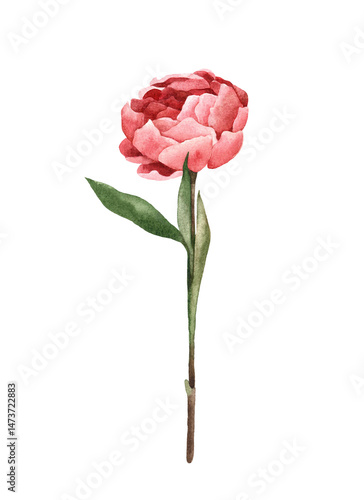 Watercolor hand-painted illustration of  delicate pink Peon flower. Isolated on a transparent background