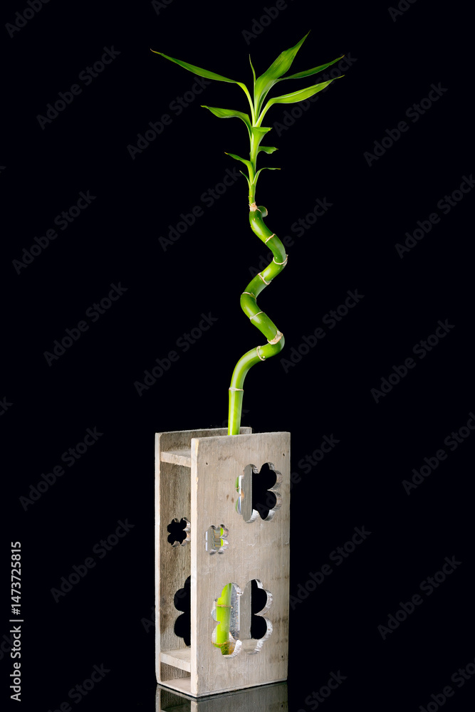 Ecology concept image with bamboo stem in wooden vase on black background