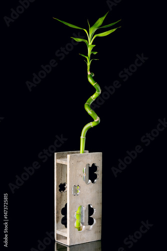 Obraz na płótnie Ecology concept image with bamboo stem in wooden vase on black background w salonie