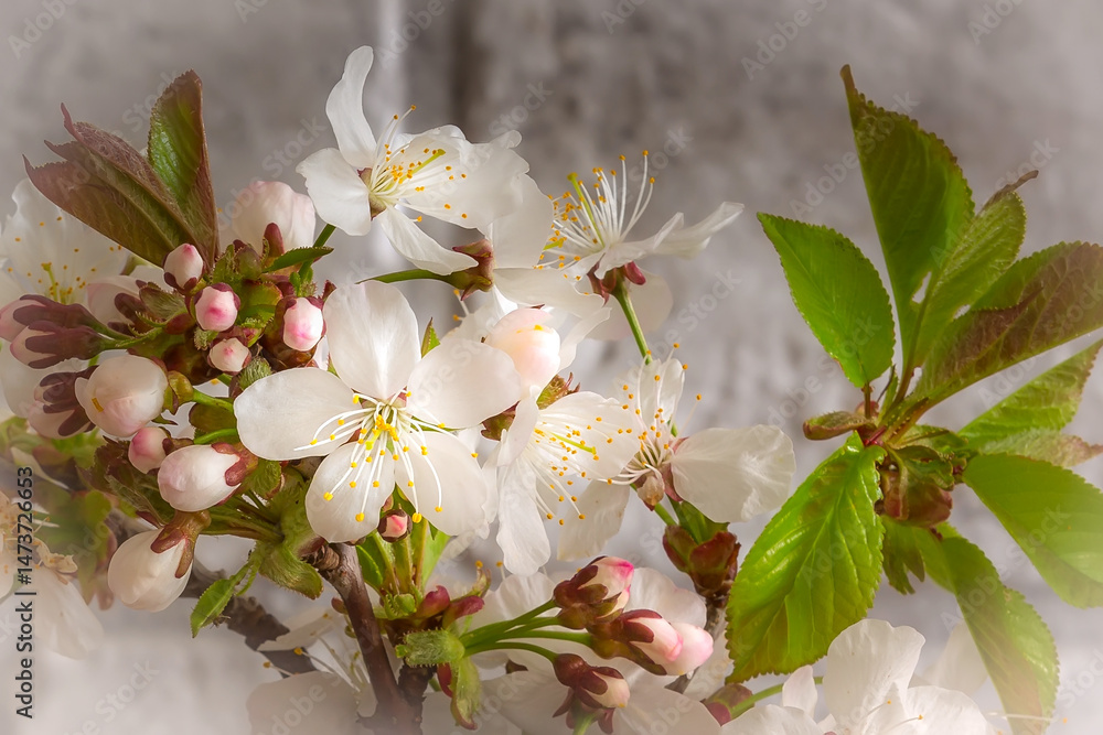Tree blossoming branch with white flowers