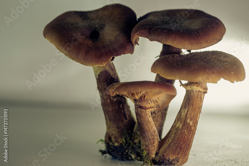 Принти на полотні Armillaria mellea - Honey fungus mushroom