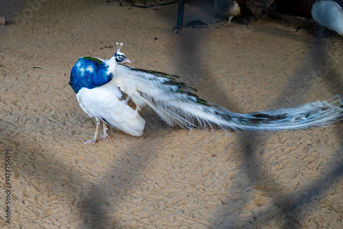 Fotografie white peacock in the shade or pare tree branches