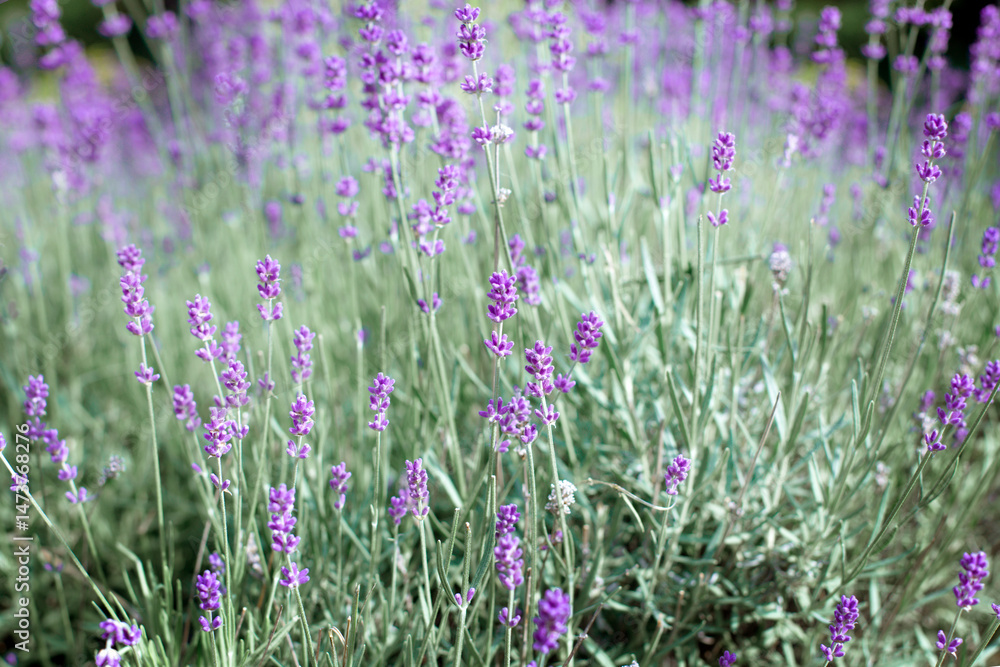 Obraz premium Lavender flowers close up in a field
