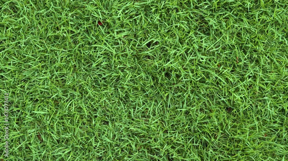 Grass background at football field