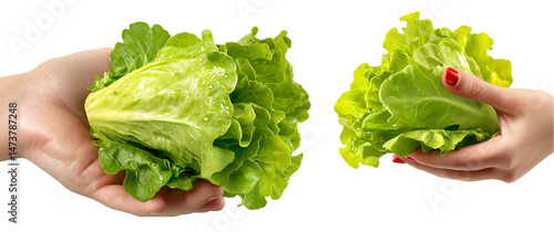 Two different hands holding fresh green heads of lettuce against a plain white background.